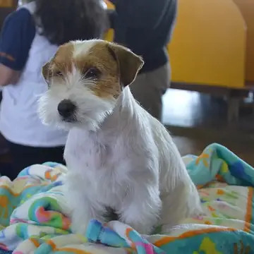 Adult Russell Terrier standing on a wood floor.
