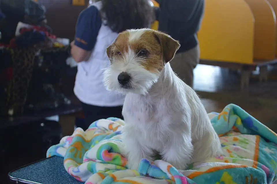 Adult Russell Terrier standing on a wood floor.
