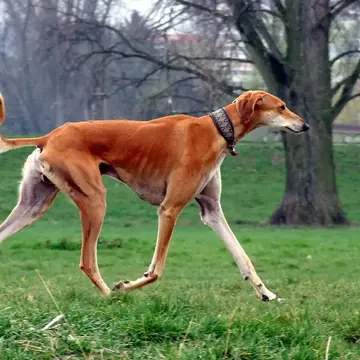 Adult Saluki standing in profile on a light floor.