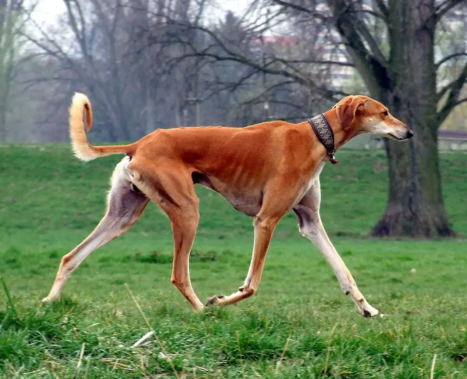 Adult Saluki standing in profile on a light floor.
