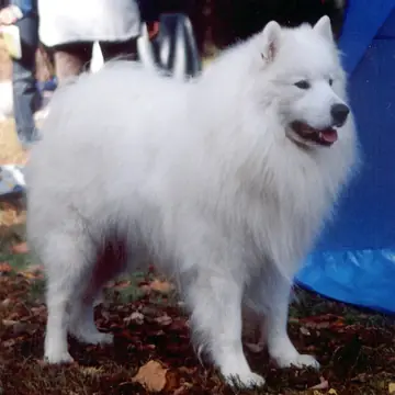 Adult Samoyed standing in snow.