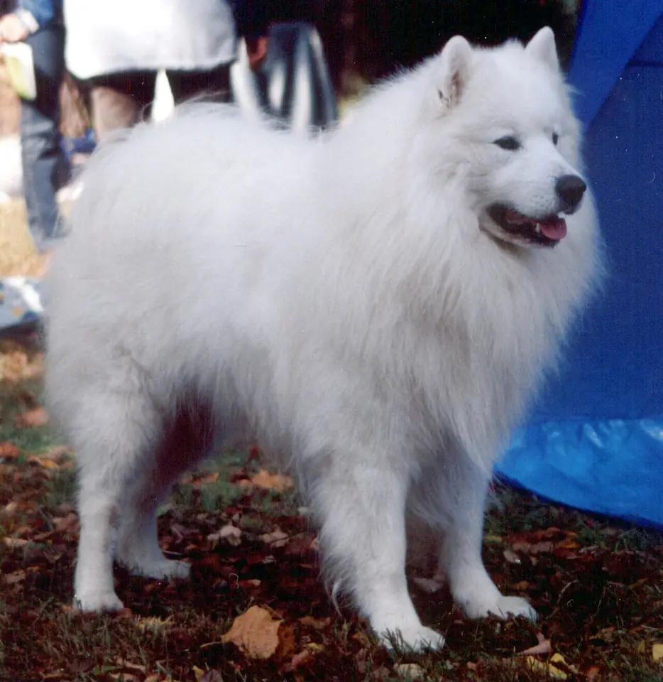 Adult Samoyed standing in snow.