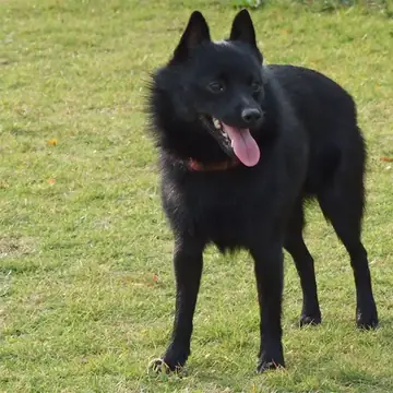 Adult Schipperke standing on a wood floor.