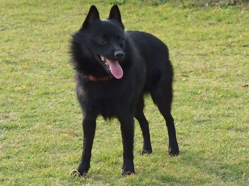 Adult Schipperke standing on a wood floor.