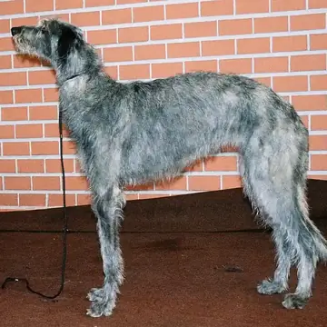 Adult Scottish Deerhound standing in profile on a light floor.
