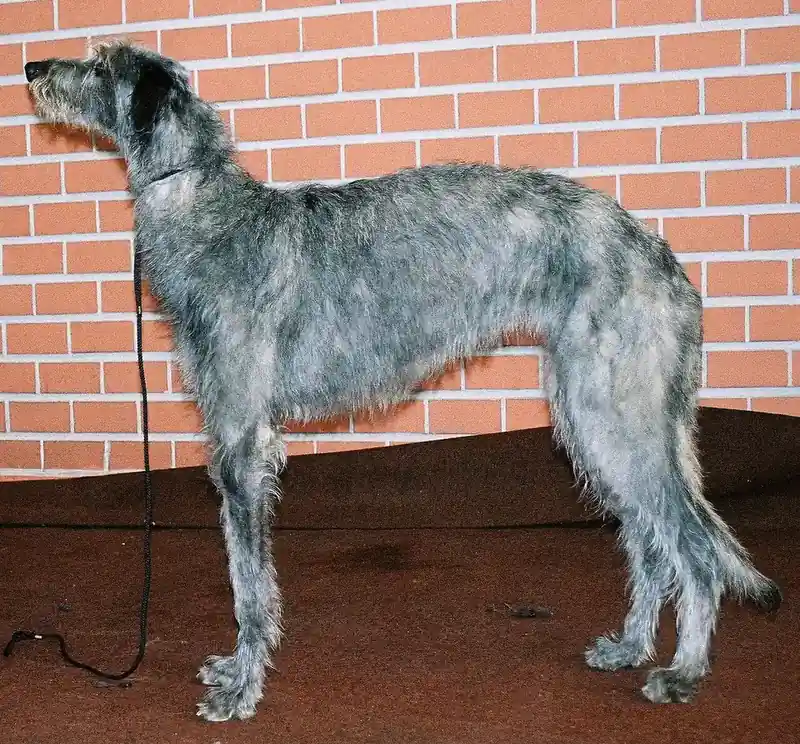 Adult Scottish Deerhound standing in profile on a light floor.