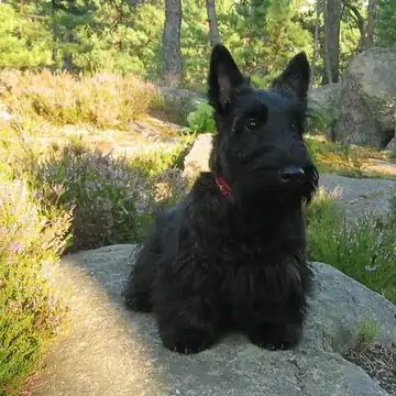Adult Scottish Terrier standing in profile on a light floor.