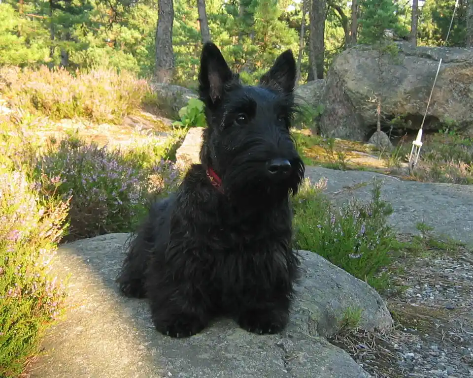 Adult Scottish Terrier standing in profile on a light floor.