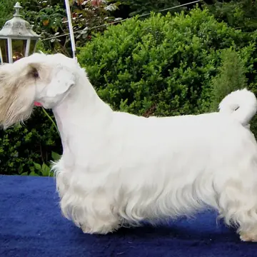 Adult Sealyham Terrier standing in profile on a light floor.