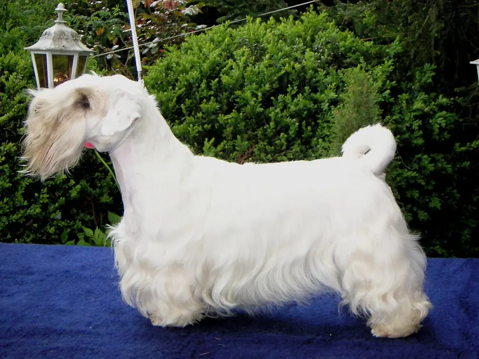 Adult Sealyham Terrier standing in profile on a light floor.