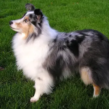 Adult Shetland Sheepdog standing in grass.