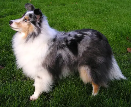 Adult Shetland Sheepdog standing in grass.