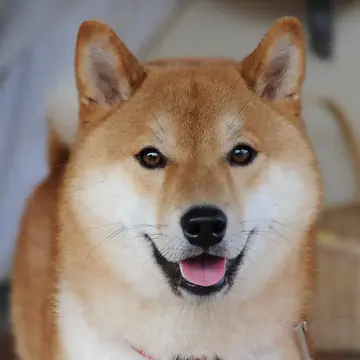 Adult Shiba Inu in a close-up outdoors.
