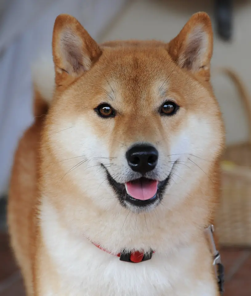 Adult Shiba Inu in a close-up outdoors.
