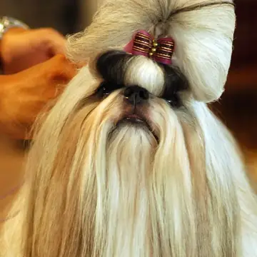 Adult Shih Tzu in a close-up outdoors.