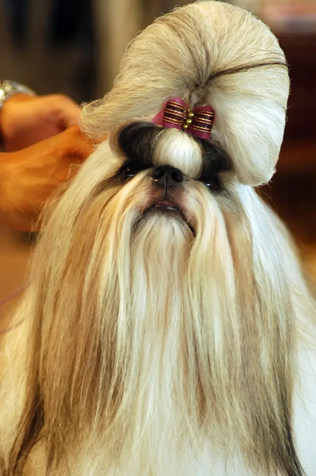 Adult Shih Tzu in a close-up outdoors.