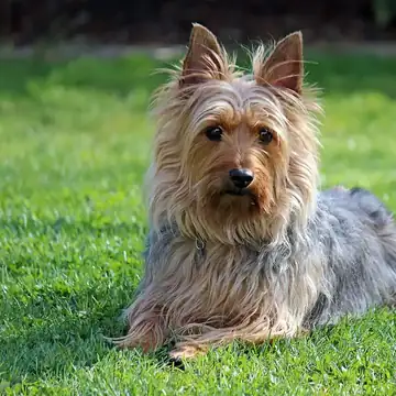 Adult Silky Terrier standing on a wood floor.