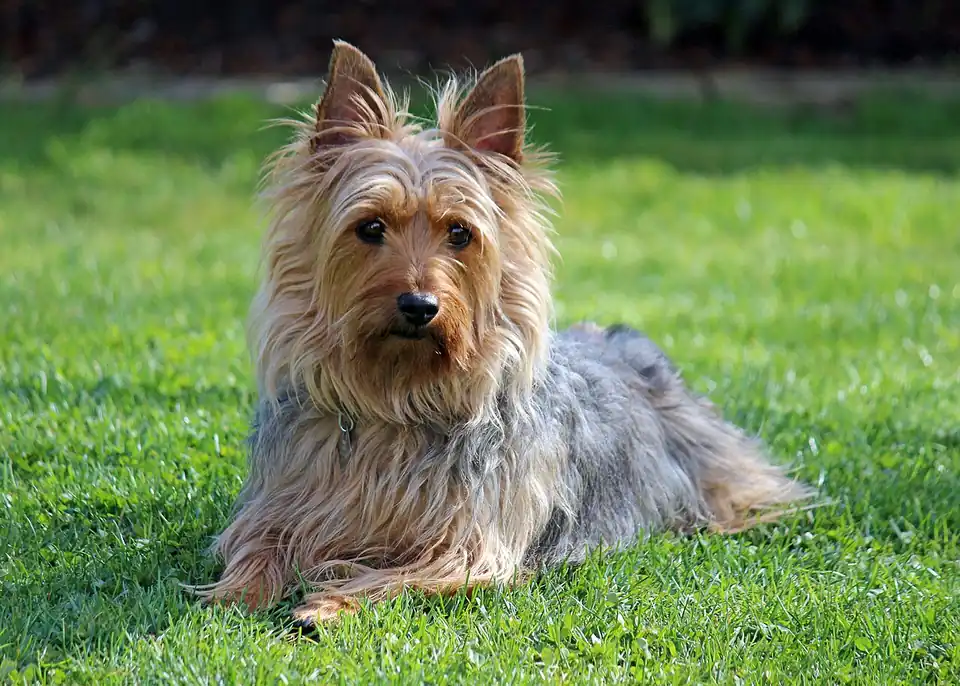 Adult Silky Terrier standing on a wood floor.