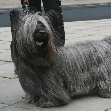 Adult Skye Terrier standing in profile on a light floor.