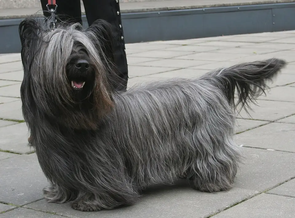 Adult Skye Terrier standing in profile on a light floor.