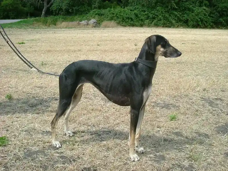 Adult Sloughi standing in profile on a light floor.