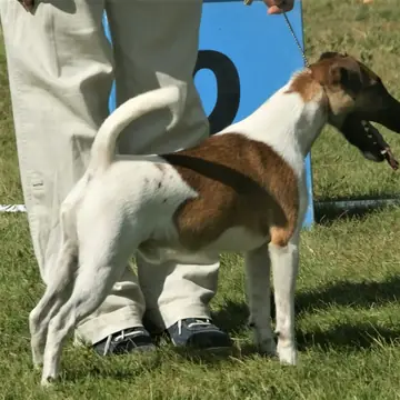 Adult Smooth Fox Terrier standing on a wood floor.
