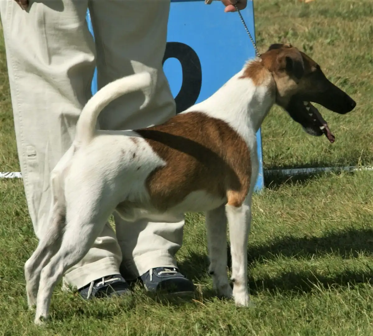 Adult Smooth Fox Terrier standing on a wood floor.