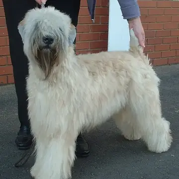 Adult Soft Coated Wheaten Terrier standing on a wood floor.