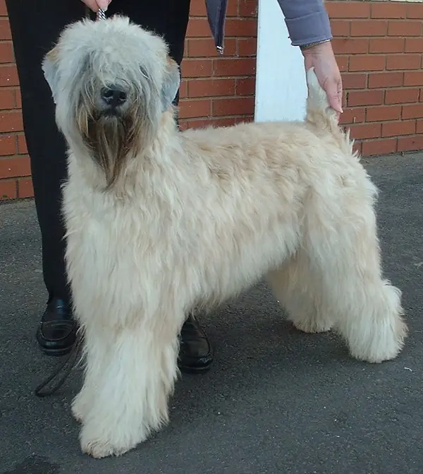 Adult Soft Coated Wheaten Terrier standing on a wood floor.
