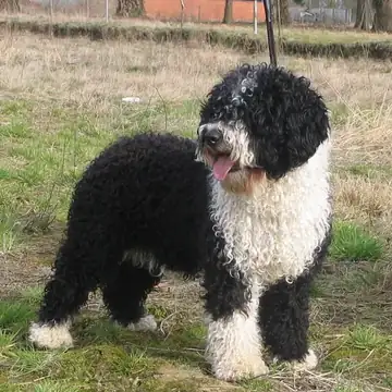 Adult Spanish Water Dog standing in grass.