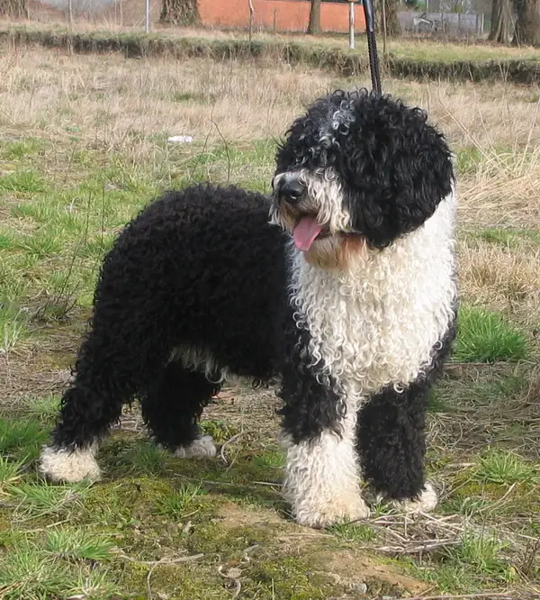 Adult Spanish Water Dog standing in grass.