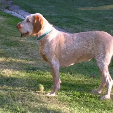 Adult Spinone Italiano standing in profile on a light floor.