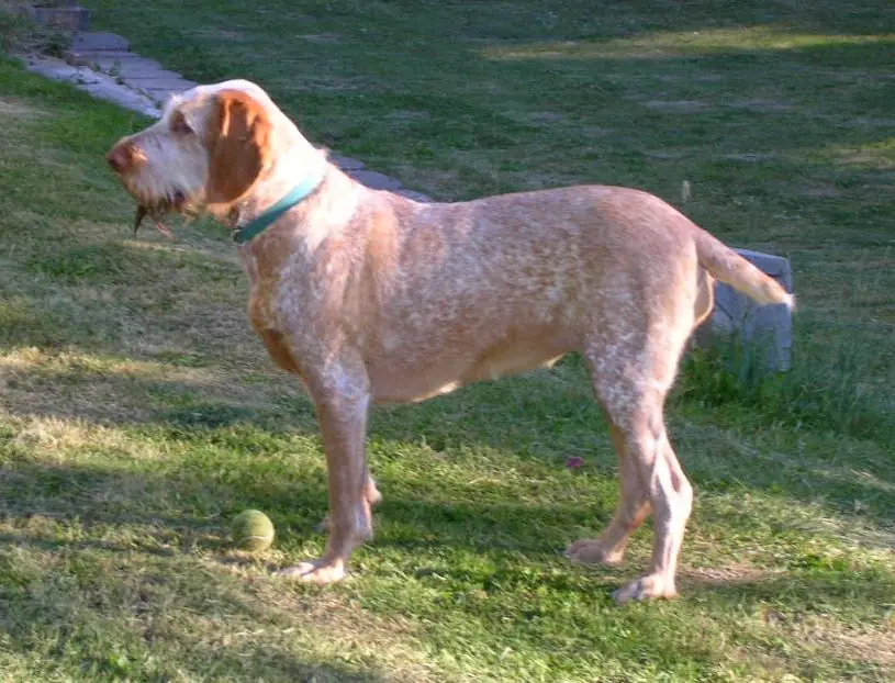 Adult Spinone Italiano standing in profile on a light floor.