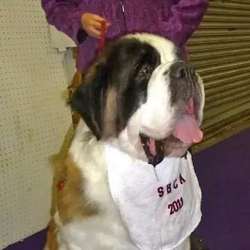 Adult Saint Bernard standing in snow.