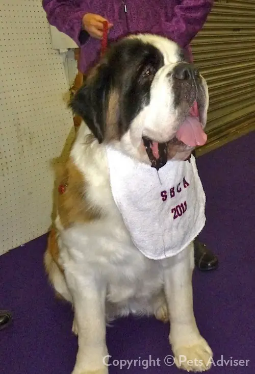 Adult Saint Bernard standing in snow.