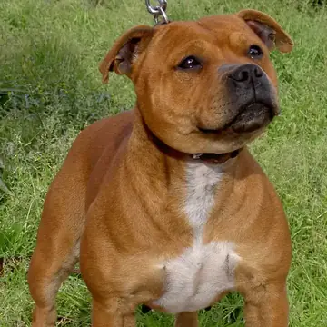 Adult Staffordshire Bull Terrier standing on grass.