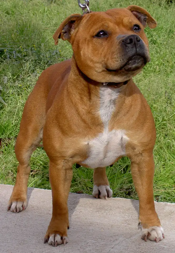 Adult Staffordshire Bull Terrier standing on grass.