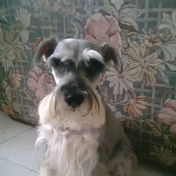 Adult Standard Schnauzer standing in profile on a light floor.