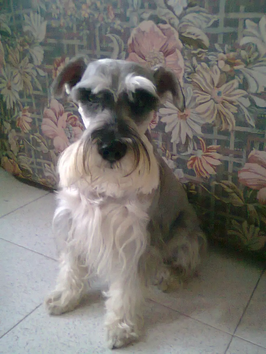 Adult Standard Schnauzer standing in profile on a light floor.