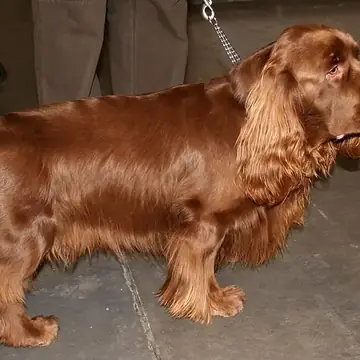 Adult Sussex Spaniel standing in profile on a light floor.