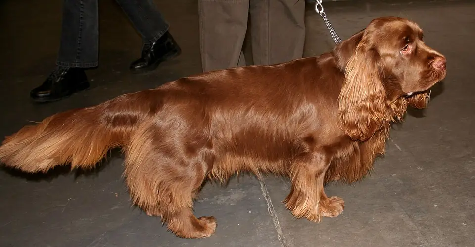 Adult Sussex Spaniel standing in profile on a light floor.