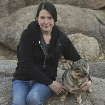 Adult Swedish Vallhund standing on grass.