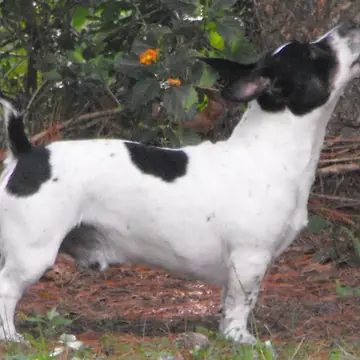 Adult Teddy Roosevelt Terrier standing on a wood floor.