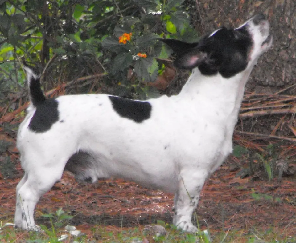 Adult Teddy Roosevelt Terrier standing on a wood floor.