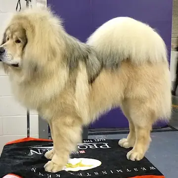 Adult Tibetan Mastiff standing in grass.