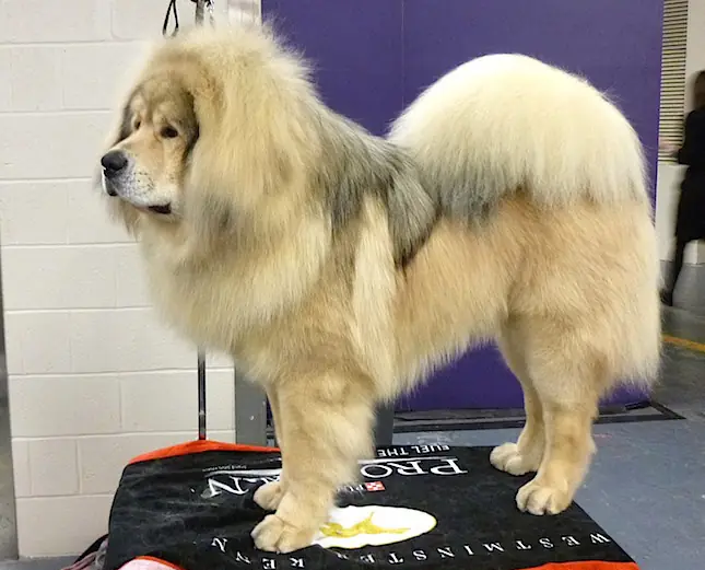 Adult Tibetan Mastiff standing in grass.