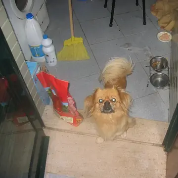 Adult Tibetan Spaniel standing on a wood floor.