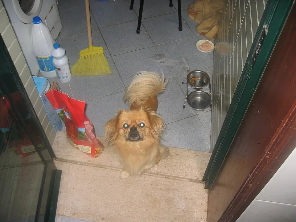 Adult Tibetan Spaniel standing on a wood floor.
