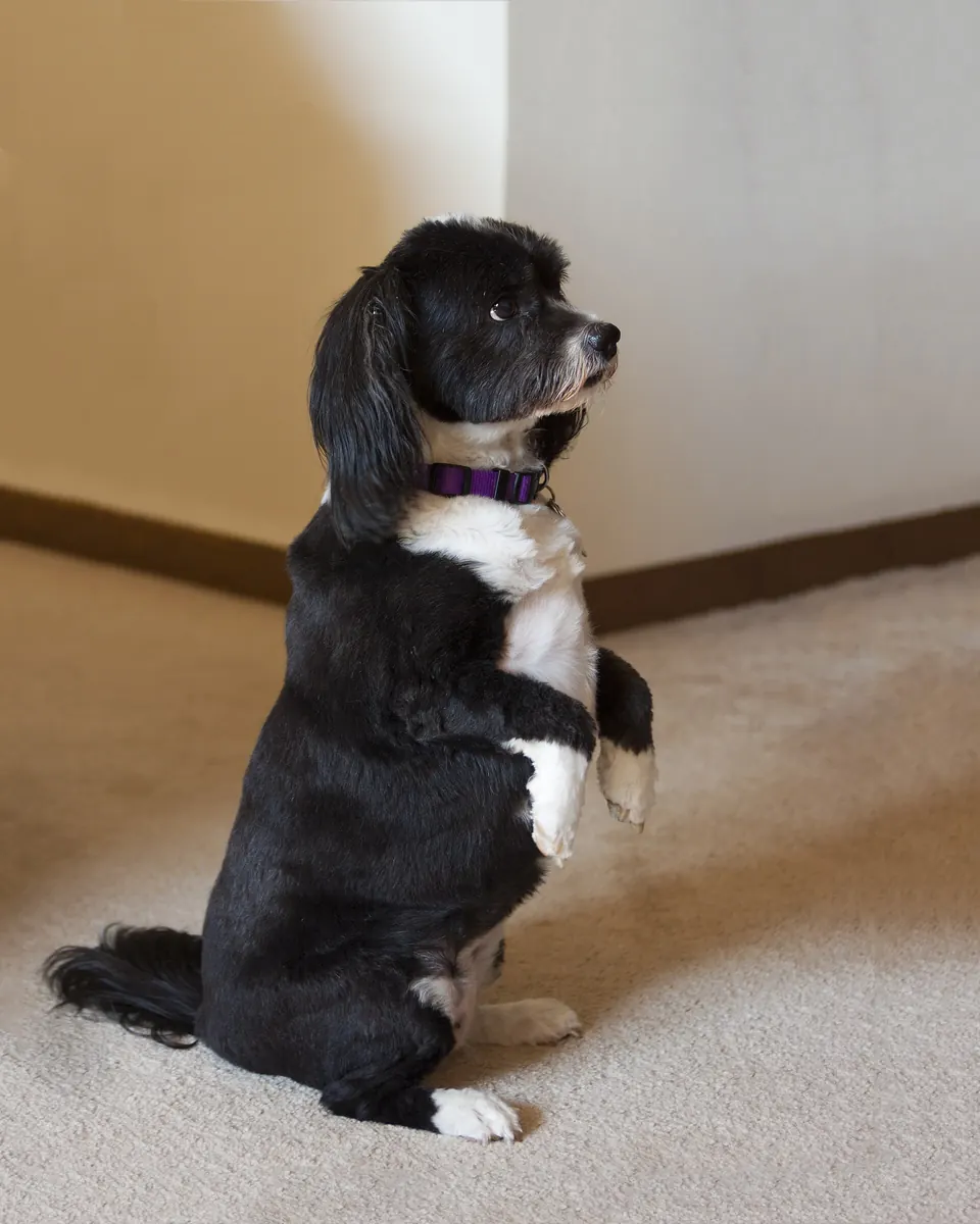 Adult Tibetan Terrier standing in grass.
