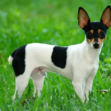 Adult Toy Fox Terrier standing on a wood floor.